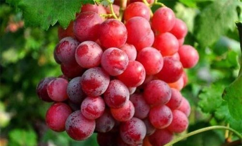 聪明的人常吃3种食物，健胃润肠，降压减脂，促进身体排毒1