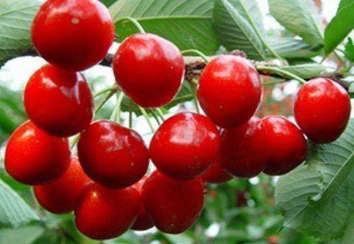 聪明的人常吃3种食物，健胃润肠，降压减脂，促进身体排毒3