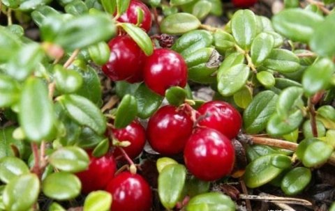 女性晚上当零食吃几颗，补血养颜，淡化色斑，气色足，早食早受益3