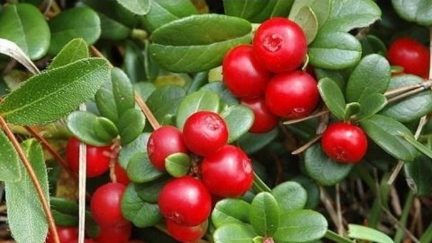 女性晚上当零食吃几颗，补血养颜，淡化色斑，气色足，早食早受益4