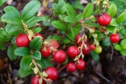 女性晚上当零食吃几颗，补血养颜，淡化色斑，气色足，早食早受益5