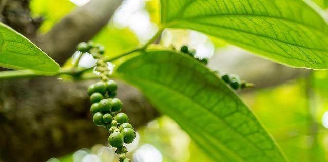 胡椒的功效和作用-胡椒食疗方有哪些1