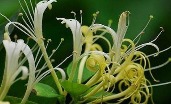 金银花人称铺中仙，抓一把用做食疗，许多好多会不请自来1