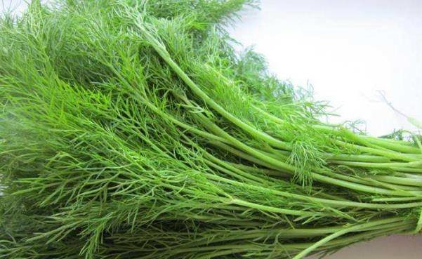 茴香除了可以健胃理气，还可以祛寒止痛，但是下面这些人不能食用2