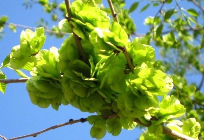 立春后，吃以下几种野物，健脾安神、清心降火、止咳化痰1