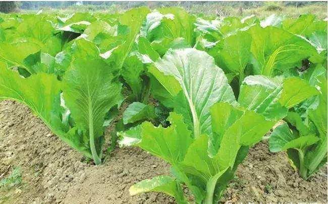 立春后，吃以下几种野物，健脾安神、清心降火、止咳化痰2