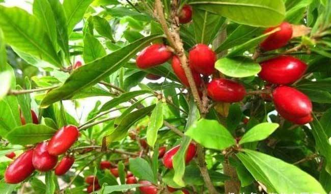 立春后，吃以下几种野物，健脾安神、清心降火、止咳化痰3