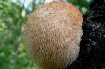 推荐吃4种食物，健胃消食，排毒清肠，好处多多4