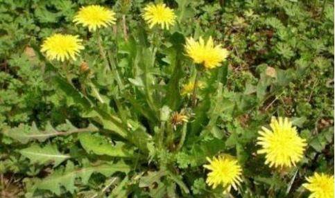 三斤枸杞不比此物一两，护肝祛火，健胃益脾2