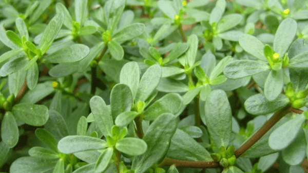 马齿笕的功效与作用以及食用禁忌1