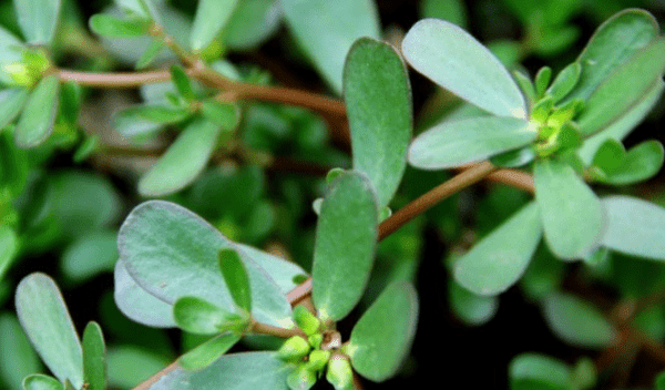 马齿笕的功效与作用以及食用禁忌2