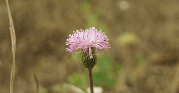 马齿笕的功效与作用以及食用禁忌3