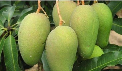 养肝护肝吃什么最好-养肝护肝的食物有哪些1