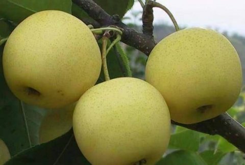 养肝护肝吃什么最好-养肝护肝的食物有哪些3