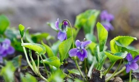 修复胃黏膜必吃的4种食物-修复胃黏膜吃什么食物好1