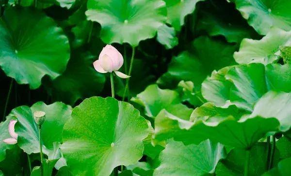 莲花周身都是宝！八月吃一吃，健脾清热解暑！吃到的人真幸运1