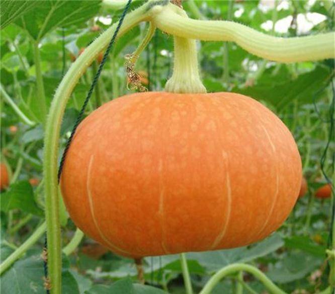 提前准备三伏天常吃4种菜，健胃消食，增加食欲，有美容养颜的作用3