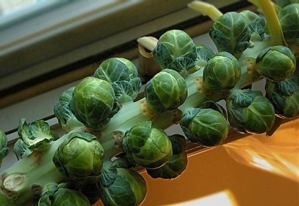 提前为您准备，三伏天女人多吃以下食物，消食健胃，身材越来越苗条3