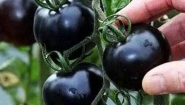 降低血脂的食物有哪些？1