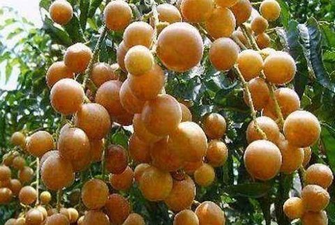 一款能止咳化痰的果子-黄皮果的功效与作用1