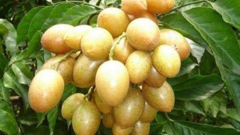 一款能止咳化痰的果子-黄皮果的功效与作用2