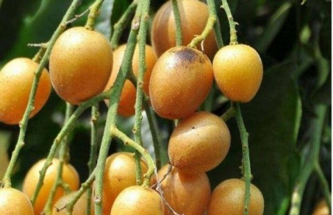 一款能止咳化痰的果子-黄皮果的功效与作用3