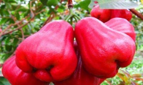 推荐3种排毒清肠的食物3