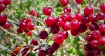 预防子宫早衰吃什么-预防子宫早衰多吃什么食物1