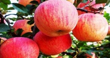 预防子宫早衰吃什么-预防子宫早衰多吃什么食物2