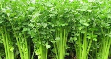 预防子宫早衰吃什么-预防子宫早衰多吃什么食物3