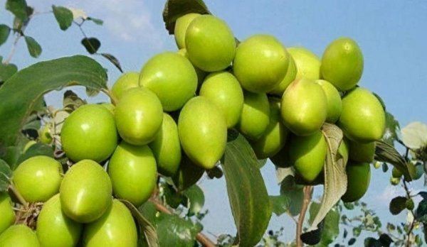 推荐3种提神醒脑的食物1