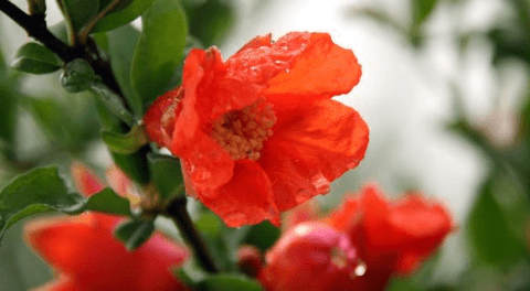 吃石榴的好处与功效3