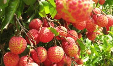 原创 吃荔枝容易上火，但是有很好的补肝脾、补气血的作用！早看早受益1