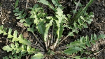 养生蔬菜有哪些-什么蔬菜营养好3