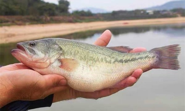 买鲈鱼怎么选-买鲈鱼肚子大的好还是小的好2