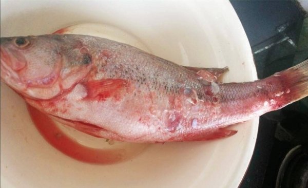 买鲈鱼怎么选-买鲈鱼肚子大的好还是小的好3