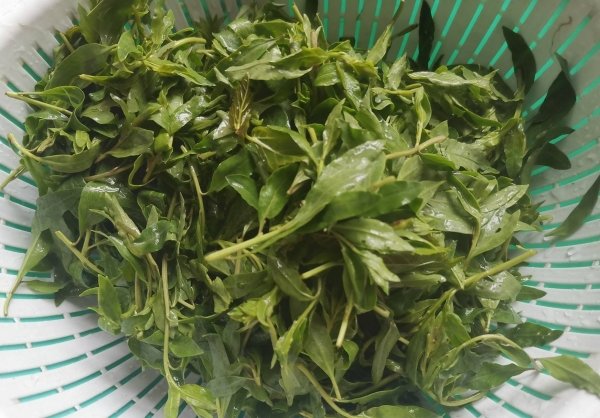 枸杞芽怎么做好吃-枸杞芽的做法4