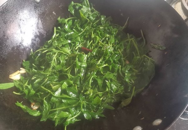 枸杞芽怎么做好吃-枸杞芽的做法6