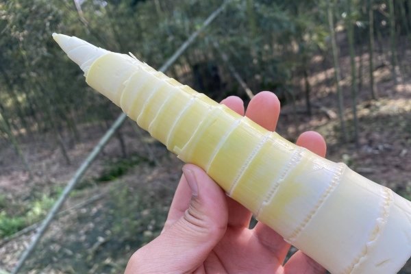 如何挑选雷笋-雷笋买什么样的好1