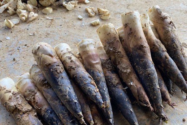 如何挑选雷笋-雷笋买什么样的好2