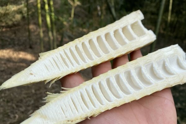 如何挑选雷笋-雷笋买什么样的好3