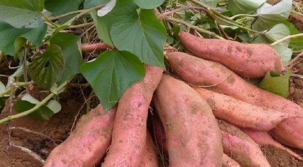 白心和红心红薯哪个好-白心红薯和红心红薯的区别1