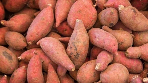 白心和红心红薯哪个好-白心红薯和红心红薯的区别2