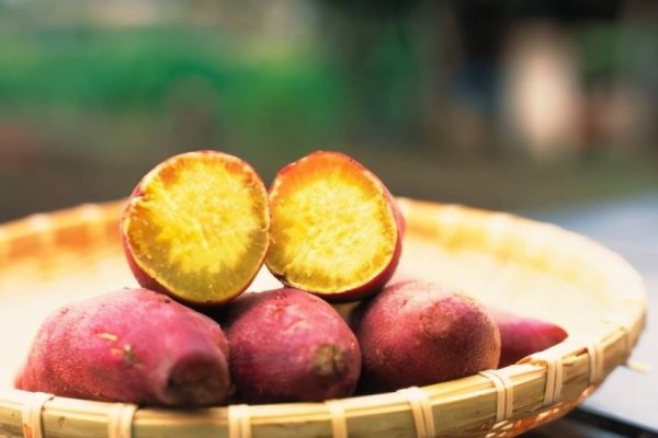 白心和红心红薯哪个好-白心红薯和红心红薯的区别4