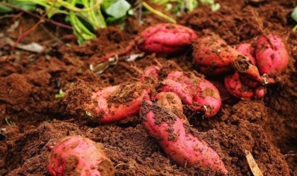 白心和红心红薯哪个好-白心红薯和红心红薯的区别6