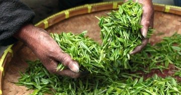 茶叶除湿方案之茶叶烘干除湿机有用吗？1