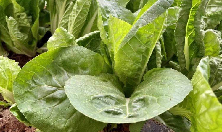 快手菜有哪些？快菜怎么种植快？1