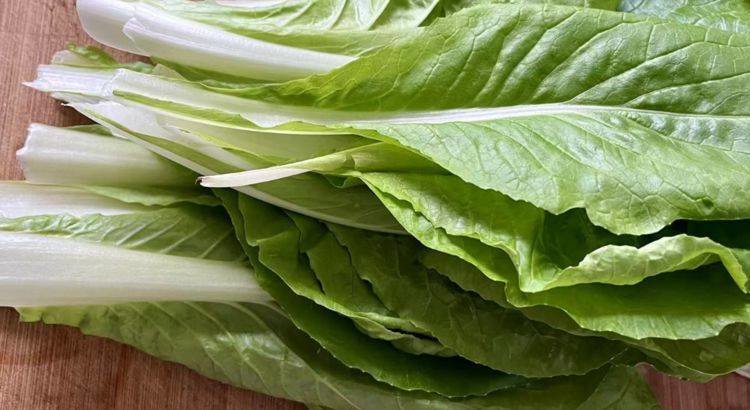 快手菜有哪些？快菜怎么种植快？3