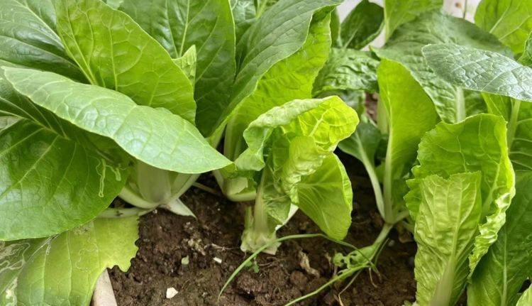 快手菜有哪些？快菜怎么种植快？4