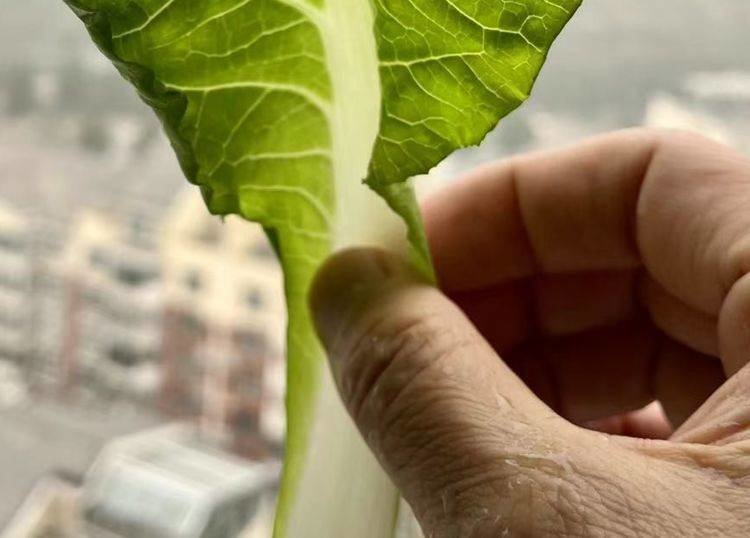 快手菜有哪些？快菜怎么种植快？6